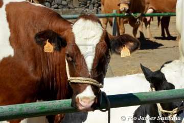 Muestra de ganado de las fiestas del patrono de Telde (Foto  Francisco Javier Santana)
